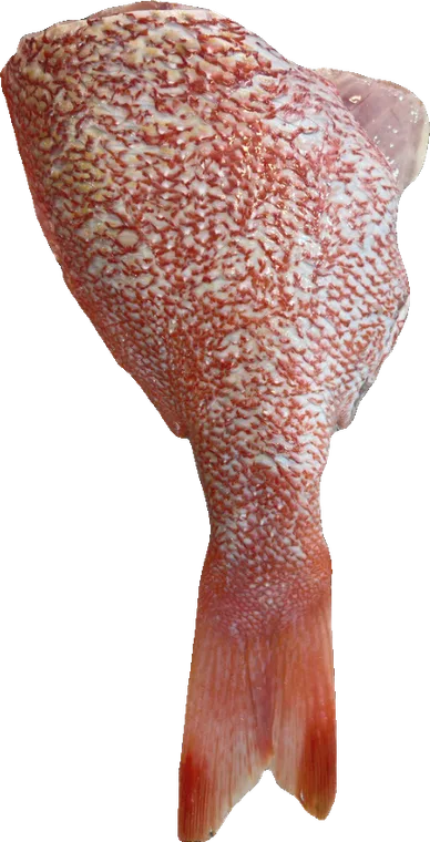 Red emperor tail