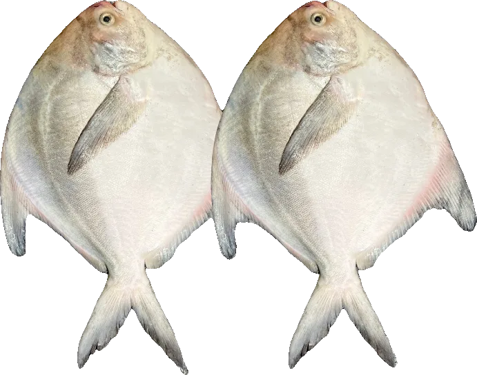 Two Chinese pomfret