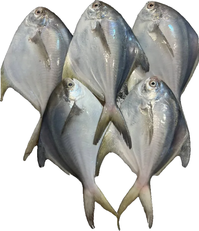 Small white pomfret