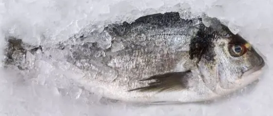 A whole fish on ice